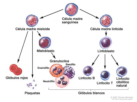 Evolución de una células sanguínea; el dibujo muestra el proceso por el que pasa una célula madre sanguínea para convertirse en un glóbulo rojo, una plaqueta o un glóbulo blanco. Una célula madre mieloide se convierte en un glóbulo rojo, una plaqueta, o un mieloblasto el cual luego se convierte en un granulocito (los tipos de granulocitos son eosinófilos, basófilos y neutrófilos). Una célula madre linfoide se convierte en un linfoblasto y luego en un linfocito B, un linfocito T o un linfocito citolítico natural.