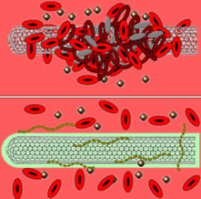Cartoon depicting uncoated and heparin-coated carbon nanotubes.