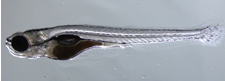Picture of a young zebrafish.