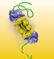 The proteasome (depicted in the cartoon above) degrades damaged proteins such as the mutated chloride transporter produced by most CF patients.