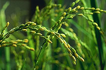 Rice plant