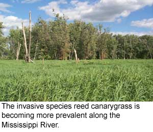 The invasive species reed canarygrass is becoming more prevalent along the Mississippi River.