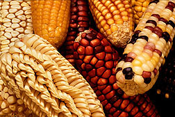 Multi-colored corn on the cob