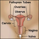 Diagram: A woman's reproductive system
