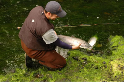 Fisherman with coho salmon