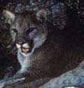 Photo of Cougar Representing Biology