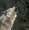 Photo for Wolf Howling