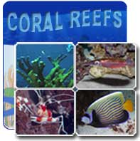 Coral Reefs website