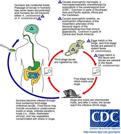 Life Cycle of Angiostrongylus