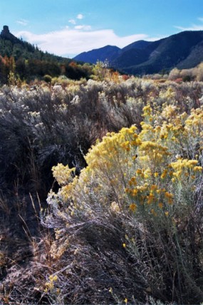 A photo of yellow hued rabbit Brush blooming in a ravene.