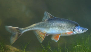 Humpback Chub - Photograph by George Andrejko, Arizona Game and Fish Department