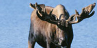 Photo of Denali National Park and Preserve's -  Moose