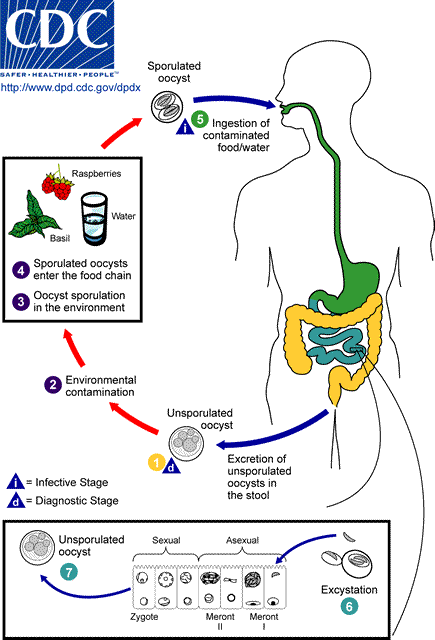 Life cycle of Cyclospora cayetanensis