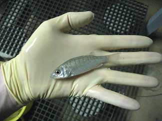 A juvenile hybrid striped bass used in vaccine studies fits easily in the palm of a hand.