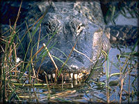 Alligator ( Photo by Joel Wagner)