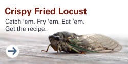 Crispy Fried Locust Catch 'em. Fry 'em. Eat 'em. Get the recipe.