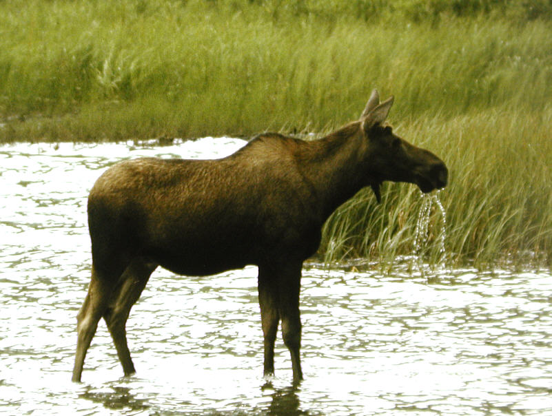 Moose in lake