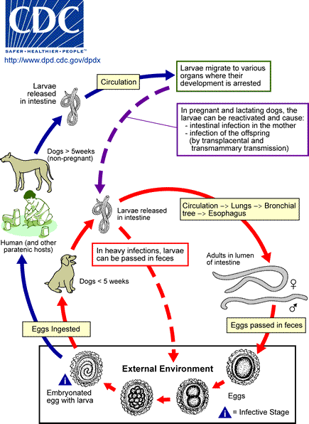 Toxocara life cycle