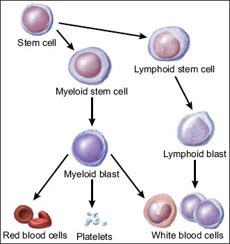Picture of blood cells maturing from stem cells.