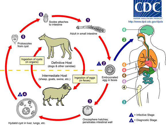 Life cycle of Echinococcus