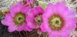 summertime brings cactus blooms