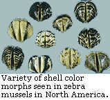 Variety of zebra mussels
