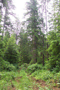 Evergreen forest in Oregon