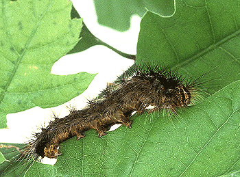 Gypsy moth caterpillar  on a leave