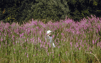 Man walking in a wetland infested with Purple Loosestrife
