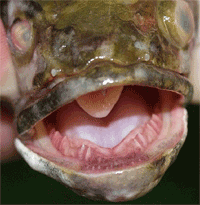 Northern snakehead with mouth open