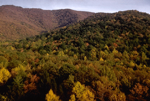 Scenic View of Shenandoah National Park, Virginia