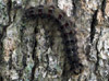 Photo of a gypsy moth caterpillar