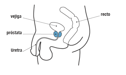 Diagrama de la próstata, la vejiga, el recto y la uretra