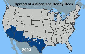 Animated map showing the spread of Africanized honey bees since 1990 