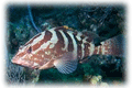 Nassau Grouper