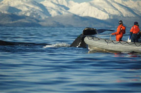 researchers have a close encounter with a whale