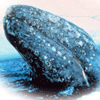 Gray whale