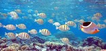 Convict tang and butterflyfish at Ofu Lagoon