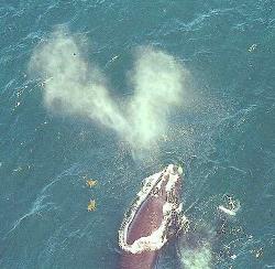 aerial view of right whale with a v-shaped blow