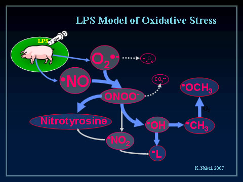 LPS Model of Oxidative Stress