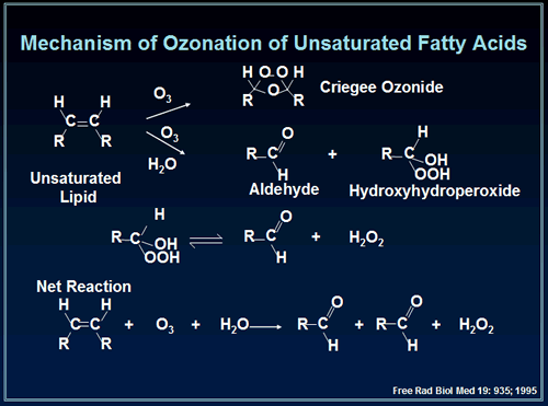 Mechanism of Ozonation of Unsaturated Fatty Acids