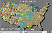 Link to Wildlife Mortality - Avian Cholera  dynamic map.