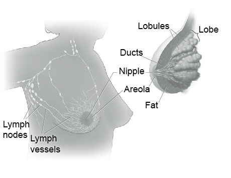 These pictures show the parts of the breast and the lymph nodes and lymph vessels near the breast.