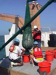 Fishermen emptying the cod end for sampling