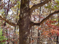 (image) fall colors on a tree