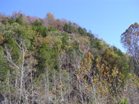 (image) fall colors along hill slide