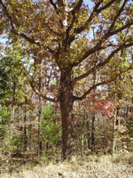 (image) fall colors on oak tree