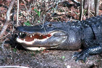 Photo of American alligator