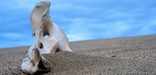 Image of bone laying on the sand dunes