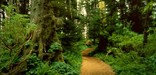 Image of trail winding through the rainforest